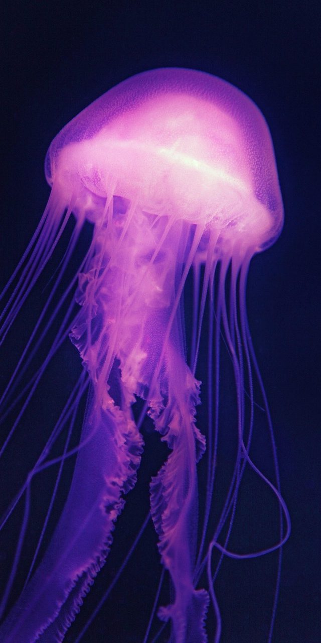 欧美影院 App 手机端主界面实拍示意，深绿色背景上一列竖排的影片海报卡片，顶部是搜索框与今日推荐横幅