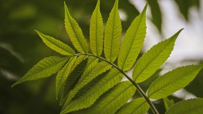 欧美纪录片频道画面，自然生态纪录片场景，辽阔非洲草原上猎豹奔跑追逐，光线金黄